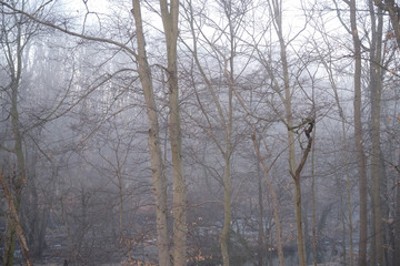 Foggy forest and bare trees in a deep forest