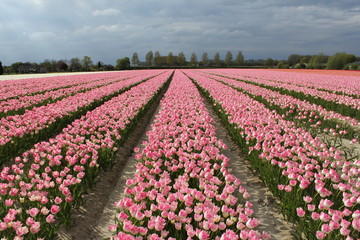 large field with pink flowering tulips in zeeland, holland in springtime