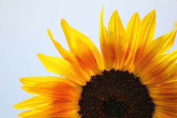 a part of big yellow flowering sunflower closeup