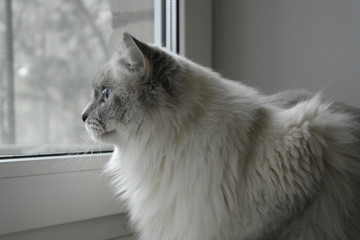 cat with blue eyes