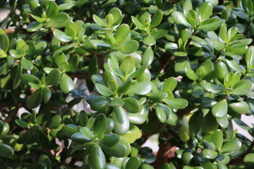 Close up of Money tree Crassula ovata