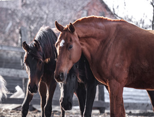 Horses are walking in the spring sun in the pen