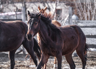 Fototapeta premium Beautiful young bay horse walks in the spring sun
