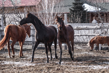 Horses are walking in the spring sun in the pen