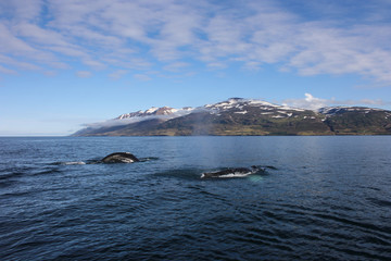 Two Humpback Whales while whale watching in Dalvik, Iceland
