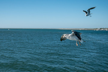 Seagull in flight with bread in mouth, beautiful sea and sky background. Shot in Algarve, southern Portugal.