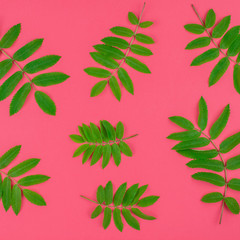 Green rowan tree leaves on bright pink background