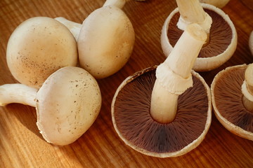 Mushroom champignon.