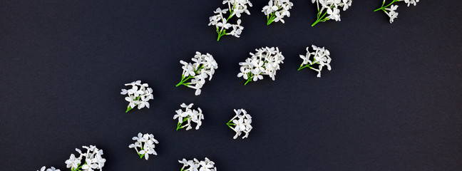 Black background with white lilac flowers