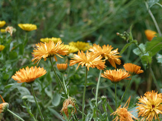 Calendula officinalis - Le souci officinal, une fleur de printemps aux capitules de couleur jaune orangé cultivé pour usage culinaire, ornemental et de décoction