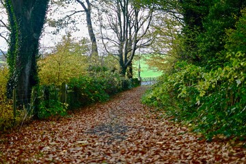 path in the forest