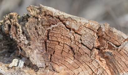 Old and decayed interface of a felled tree