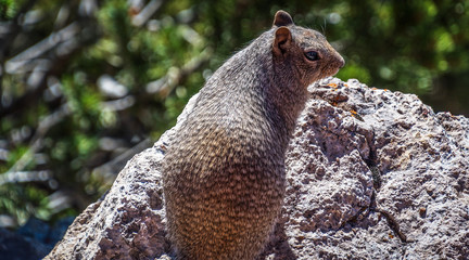 squirrel on a rock right profile