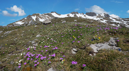 Mehlprimeln und Alpen-Hahnenfuß am Nebelhorn im Frühjahr
