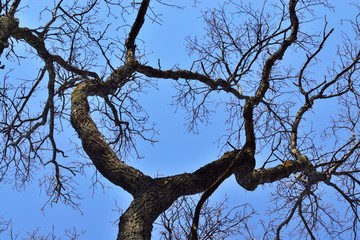 Fototapeta na wymiar Old dry tree on blue sky background. Natural background