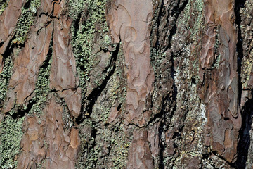Bark pine close up. Beautiful natural background