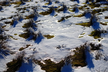 Bushes in the winter.