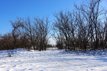 Tree branches in the winter.