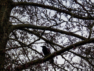 Bird silhouette on the tree