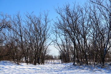 Tree branches in the winter.