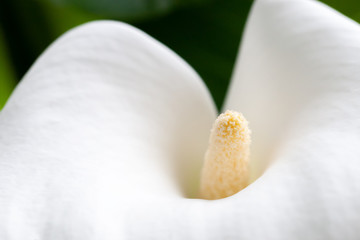 calla blossom close-up. delicate elegant flower. macro.