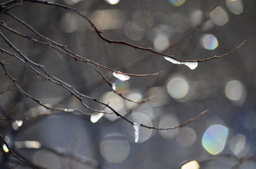 Tree branches in the winter.