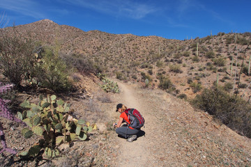 Woman photographing desert wildflowers on the King Canyon Trail in the Tucson Mountains area of Saguaro National Park, Arizona.