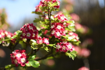 pink flowers in the garden