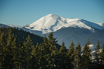A view through the conifer spruce forest on the snow-capped peaks. view of the snow-capped peaks of the Carpathian mountains with conifer spruce forest in the foreground on a sunny day