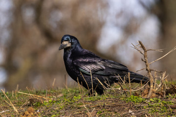 Black Rook bird with open beak stands on the green grass and looks at you against a blurred background.