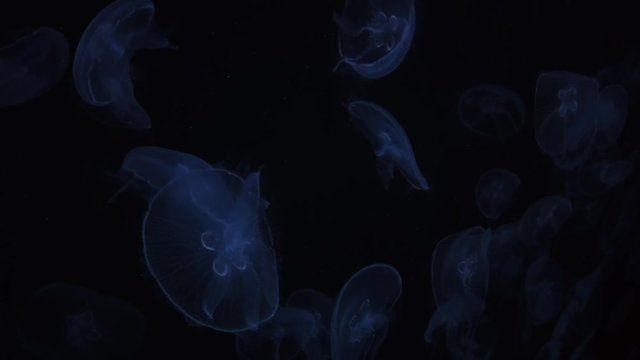 Colorful Jellyfish underwater. Violet,  Green color. Aquarium. Ocean park