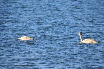 Swans at the sea.