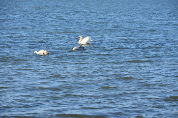 Swans at the sea.