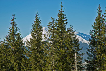 A view through the conifer spruce forest on the snow-capped peaks. view of the snow-capped peaks of the Carpathian mountains with conifer spruce forest in the foreground on a sunny day