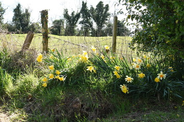 daffodils in the garden