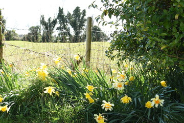 yellow flowers in the garden