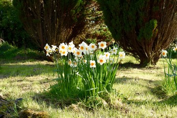 flowers in the garden