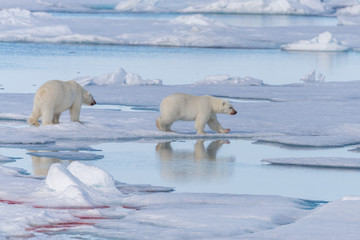 Two wild polar bears going on the pack ice north of Spitsbergen Island, Svalbard