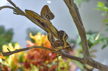 Butterflies on the Tree