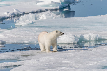 Obraz na płótnie Canvas Wet polar bear going on pack ice in Arctic sea