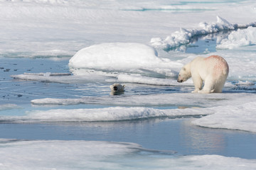 Two young wild polar bear cubs playing on pack ice in Arctic sea, north of Svalbard © Alexey Seafarer