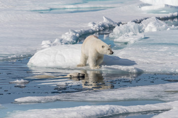 Two young wild polar bear cubs playing on pack ice in Arctic sea, north of Svalbard