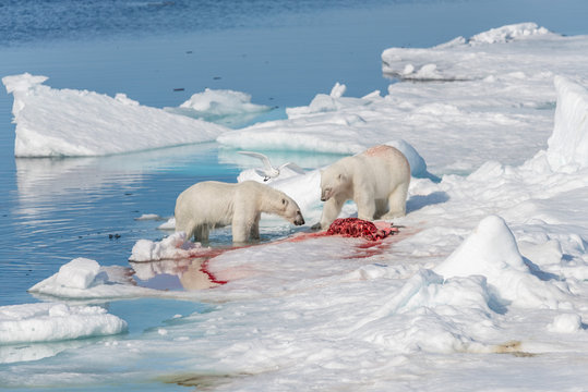 Two wild polar bears eating killed seal on the pack ice north of Spitsbergen Island, Svalbard