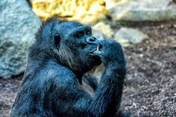 Big gorilla is eating.