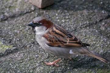A small sparrow bird on the ground at a street cafe in Berlin, Germany. These birds are found throughout Berlin and are very tame. 