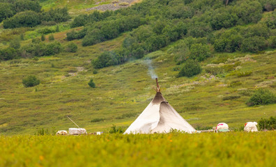 Nenets reindeer herders choom on a summer, Yamal