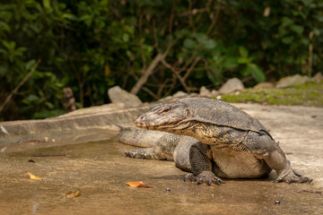 Malayan Water Monitor Lizard, Varanus salvator, in Sungei Buloh Wetland Reserve