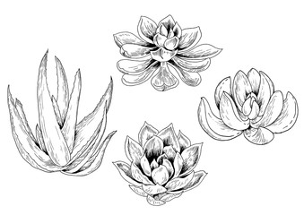 Vector set of succulent plant. Black and white sketch. Isolated elements for design.