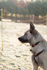 Blond adult dutch wire-hair shepherd standing on frozen grass on winter day