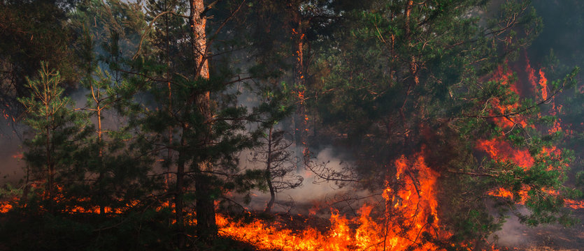  wildfire, burning pine forest .